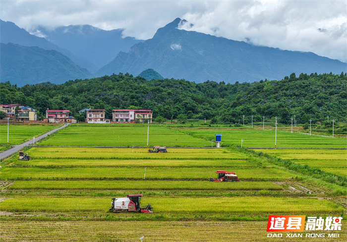 7月6日，永州市道县寿雁镇芽洞村，农机手驾驶收割机抢收早稻。当前，道县早稻陆续成熟，当地抢抓农时收割，确保颗粒归仓。近年来，道县推进高标准农田建设，推广水稻机械化、规模化、标准化种植，有效提升粮食品质与产量，助力农业增效、农民增收。