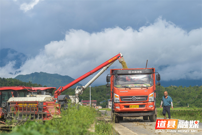 7月6日，永州市道县寿雁镇芽洞村，农机手驾驶收割机抢收早稻。当前，道县早稻陆续成熟，当地抢抓农时收割，确保颗粒归仓。近年来，道县推进高标准农田建设，推广水稻机械化、规模化、标准化种植，有效提升粮食品质与产量，助力农业增效、农民增收。