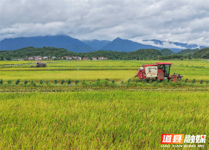 7月6日，永州市道县寿雁镇芽洞村，农机手驾驶收割机抢收早稻。当前，道县早稻陆续成熟，当地抢抓农时收割，确保颗粒归仓。近年来，道县推进高标准农田建设，推广水稻机械化、规模化、标准化种植，有效提升粮食品质与产量，助力农业增效、农民增收。