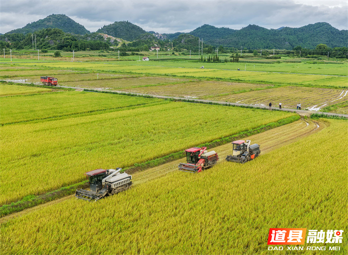 7月6日，永州市道县寿雁镇芽洞村，农机手驾驶收割机抢收早稻。当前，道县早稻陆续成熟，当地抢抓农时收割，确保颗粒归仓。近年来，道县推进高标准农田建设，推广水稻机械化、规模化、标准化种植，有效提升粮食品质与产量，助力农业增效、农民增收。