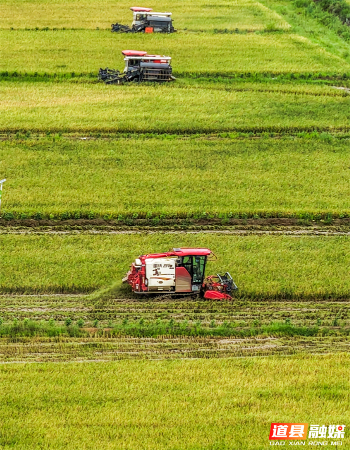 7月6日，永州市道县寿雁镇芽洞村，农机手驾驶收割机抢收早稻。当前，道县早稻陆续成熟，当地抢抓农时收割，确保颗粒归仓。近年来，道县推进高标准农田建设，推广水稻机械化、规模化、标准化种植，有效提升粮食品质与产量，助力农业增效、农民增收。