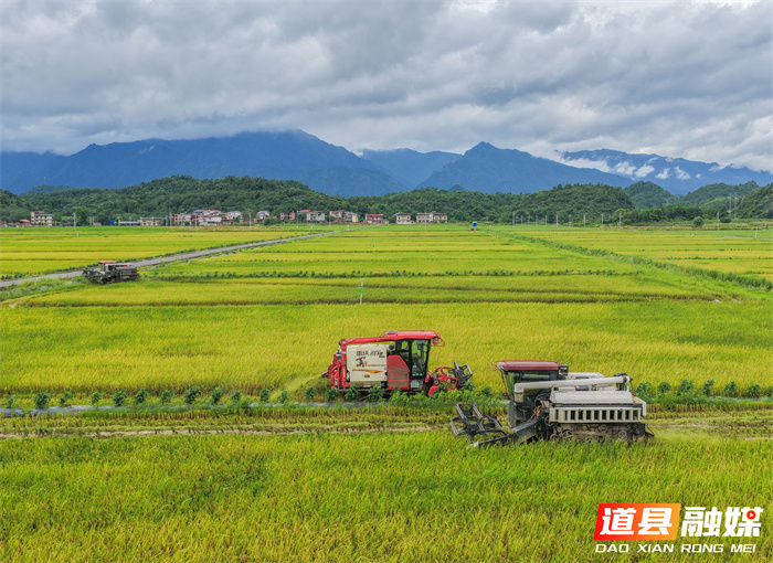 7月6日，永州市道县寿雁镇芽洞村，农机手驾驶收割机抢收早稻。当前，道县早稻陆续成熟，当地抢抓农时收割，确保颗粒归仓。近年来，道县推进高标准农田建设，推广水稻机械化、规模化、标准化种植，有效提升粮食品质与产量，助力农业增效、农民增收。