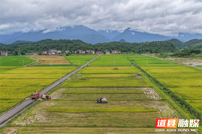 7月6日，永州市道县寿雁镇芽洞村，农机手驾驶收割机抢收早稻。当前，道县早稻陆续成熟，当地抢抓农时收割，确保颗粒归仓。近年来，道县推进高标准农田建设，推广水稻机械化、规模化、标准化种植，有效提升粮食品质与产量，助力农业增效、农民增收。