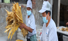 视频 | 道县：烤烟开磅收购忙 金叶丰收助增收