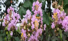 视频 | 道县野竹福村：紫薇盛放 乡道成“花廊” 
