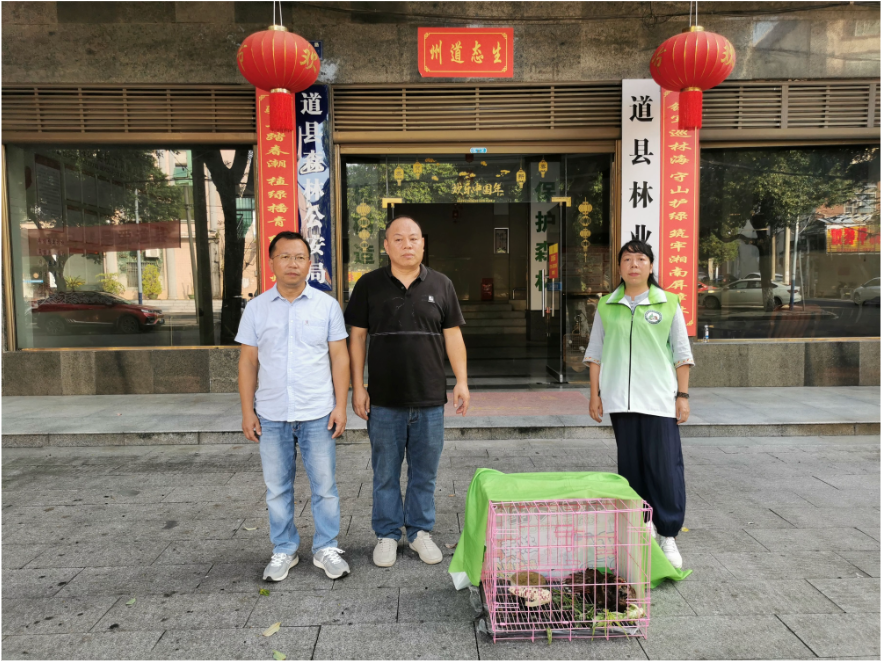 道县爱心居民主动上交受伤珍稀鸟类 竟是国家一级保护野生动物白颈长尾雉