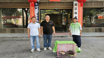 道县爱心居民主动上交受伤珍稀鸟类 竟是国家一级保护野生动物白颈长尾雉