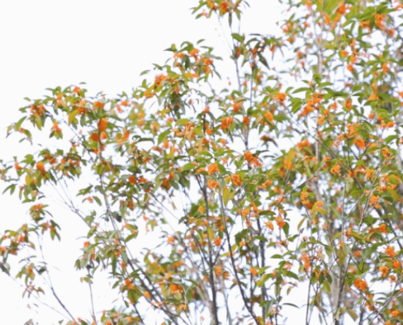 视频|道县：秋日“氛围感”拉满 限定“桂花香”上线