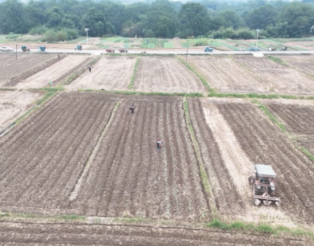 视频|道县：油菜移栽正当时 冬闲田变增收田