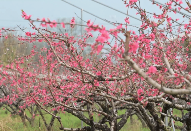 视频|道县：鹰嘴桃花开 春色染枝头（组图）