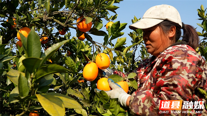 道县：从“认购”到“包园” 江苏球迷爱心助农精准落地_1_副本1.jpg