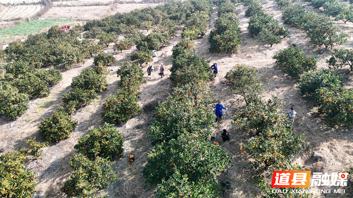 道县：从“认购”到“包园” 江苏球迷爱心助农精准落地_副本1.jpg