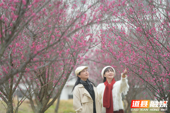 2026年1月19日，在湖南省永州市道县梅花镇梅花中学校园内，游客在观赏梅花。 (3)_20260120113928(1)_副本.jpg