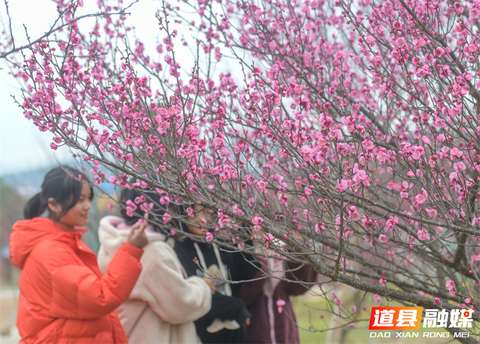 2026年1月19日，在湖南省永州市道县梅花镇梅花中学校园内，学生们在课间休息时间观赏梅花。 (2)_20260120114021(1)_副本.jpg