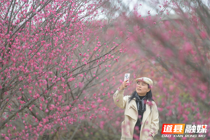 2026年1月19日，在湖南省永州市道县梅花镇梅花中学校园内，游客在赏梅拍照。 (2)_20260120113952(1)_副本.jpg