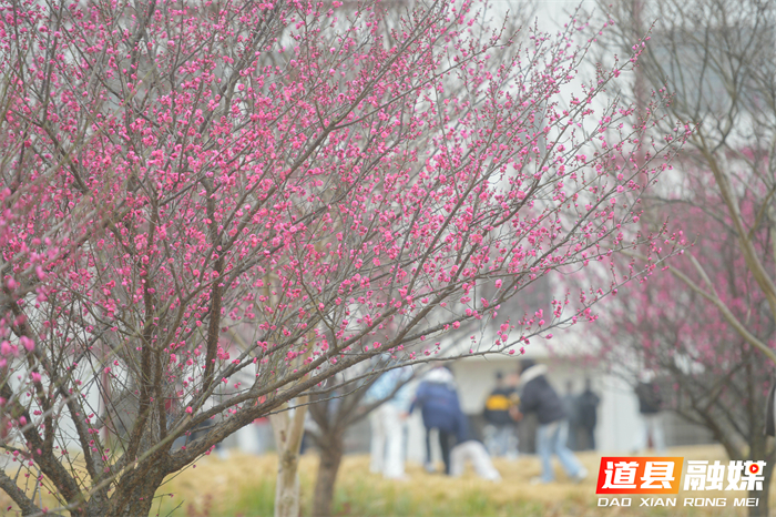 2026年1月19日，在湖南省永州市道县梅花镇梅花中学校园内，学生们在课间休息时间观赏梅花。_20260120113718(1)_副本.jpg
