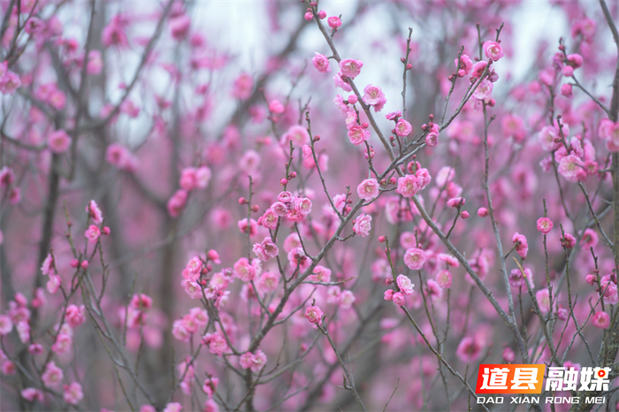 2026年1月19日，在湖南省永州市道县梅花镇梅花中学校园内拍摄的梅花。 (5)_20260120113805(1)_副本.jpg