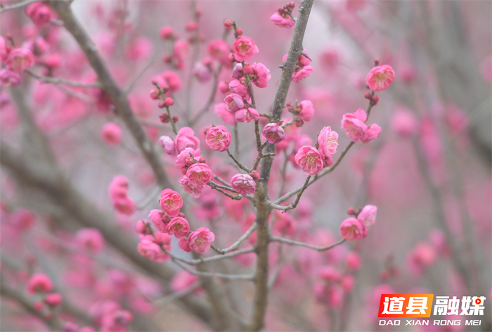 2026年1月19日，在湖南省永州市道县梅花镇梅花中学校园内拍摄的梅花。 (9)_20260120114046(1)_副本.jpg