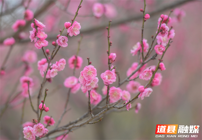 2026年1月19日，在湖南省永州市道县梅花镇梅花中学校园内拍摄的梅花。 (8)_20260120113708(1)_副本.jpg