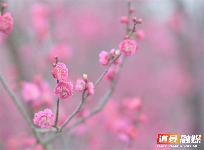 2026年1月19日，在湖南省永州市道县梅花镇梅花中学校园内拍摄的梅花。 (7)_20260120114002(1)_副本.jpg