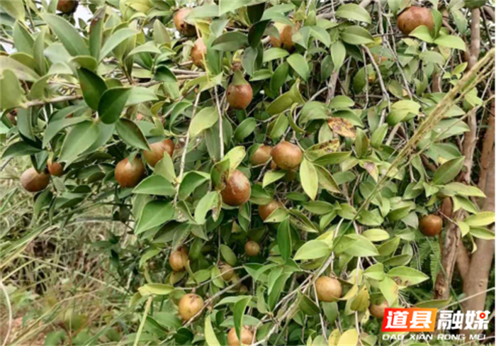 图片18.png 图片18.png