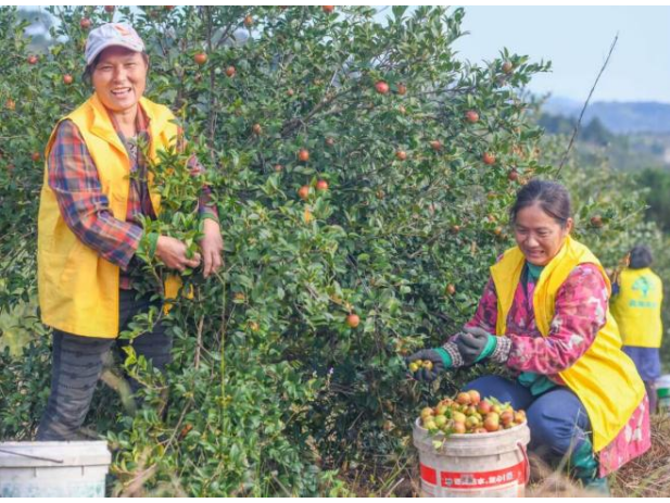 道县探索生态产业和乡村振兴融合新路