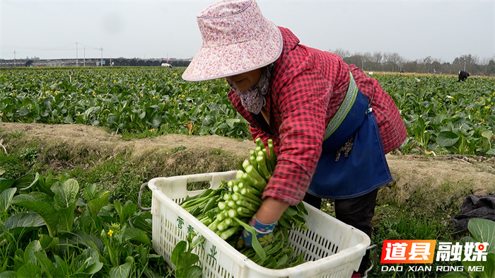 道县：蔬菜基地开足马力采收 保障春节“菜篮子”供应_6_副本1.jpg