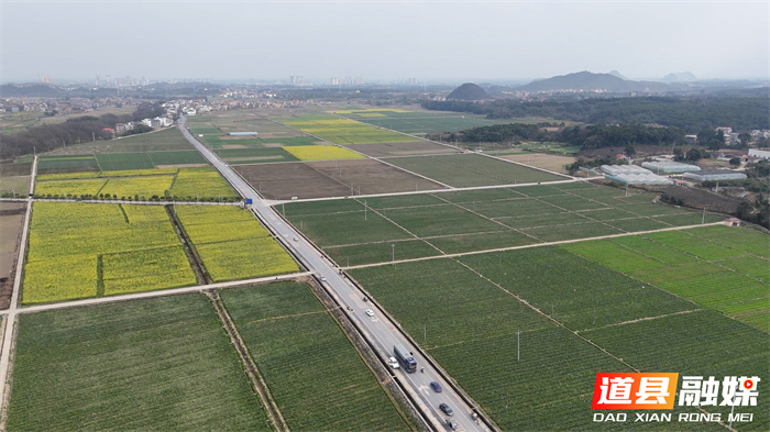 道县：蔬菜基地开足马力采收 保障春节“菜篮子”供应_2_副本1.jpg