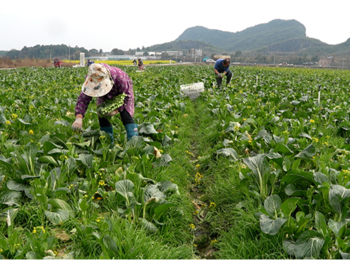 道县：蔬菜基地开足马力采收 保障春节“菜篮子”供应