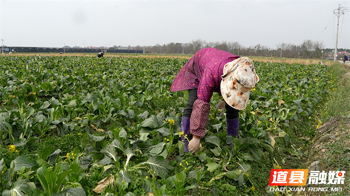 道县：蔬菜基地开足马力采收 保障春节“菜篮子”供应_4_副本1.jpg