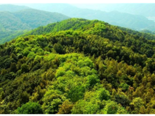 道县：完善林业治理体系 绘就现代林业蓝图