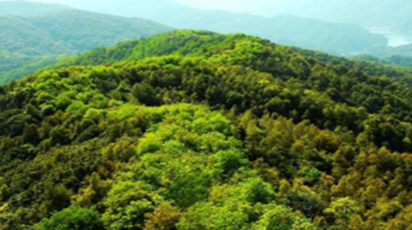 道县：完善林业治理体系 绘就现代林业蓝图