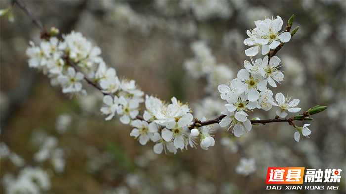 道县：立春李花盛开 洁白似雪迎春来_6_副本.jpg
