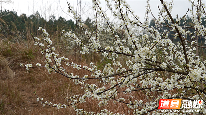 道县：立春李花盛开 洁白似雪迎春来_4_副本.jpg