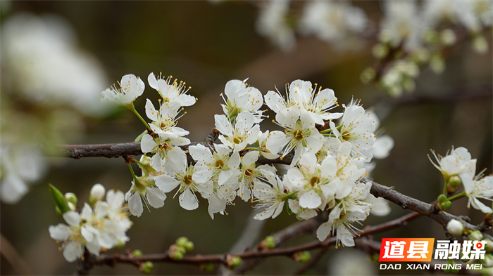 道县：立春李花盛开 洁白似雪迎春来_7_副本.jpg