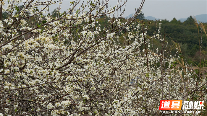 道县：立春李花盛开 洁白似雪迎春来_副本.jpg