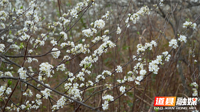 道县：立春李花盛开 洁白似雪迎春来_5_副本.jpg