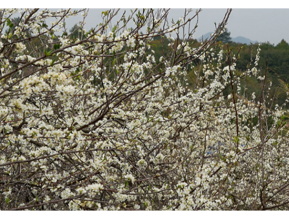 道县：立春李花盛开 洁白似雪迎春来