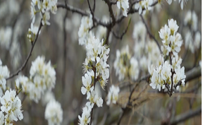 视频|道县：立春李花盛开 洁白似雪迎春来