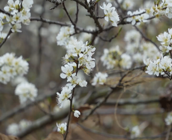 视频|道县：立春李花盛开 洁白似雪迎春来