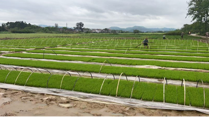 道县东门街道：早稻栽插忙 田间添“绿装”