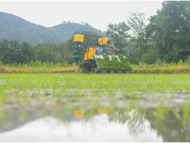 湖南道县：春耕沃野插秧忙