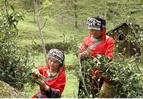 道县：高山云雾出好茶 “两叶一芯”采出致富路