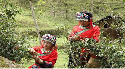 道县：高山云雾出好茶 “两叶一芯”采出致富路