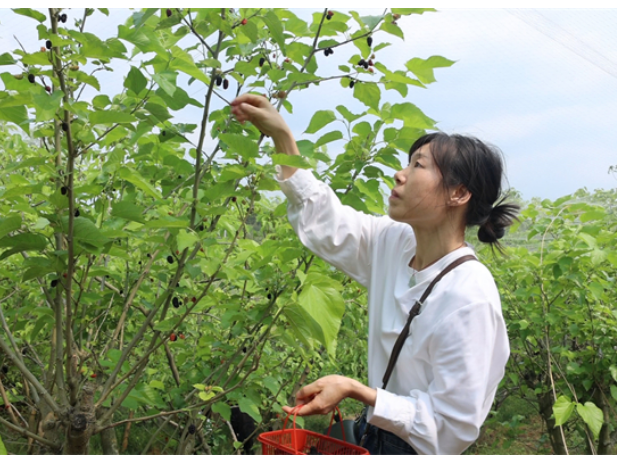 道县：桑葚采摘正当时 春日甜蜜引客来