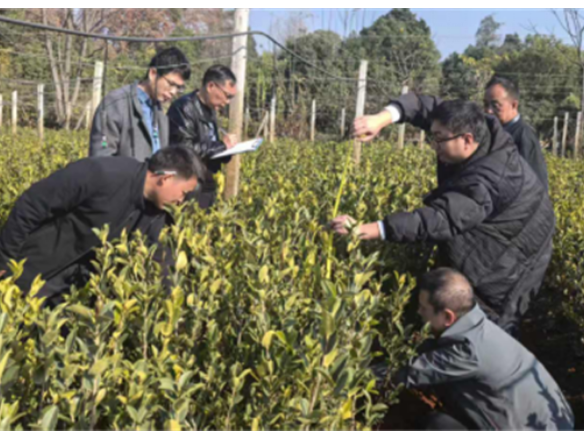 道县全域防控林业有害生物 保护森林生态安全