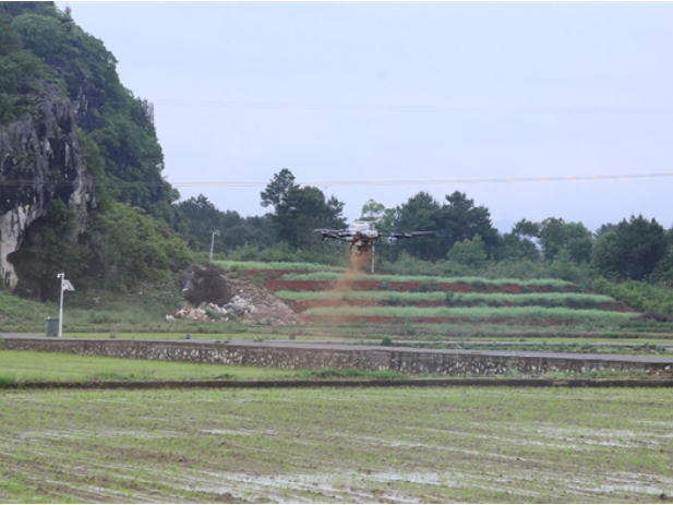 道县：“以虫治虫”+“以废治害”双管齐下 绿色防控守护稻田安全