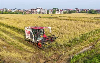 湖南道县：油菜收获助增收