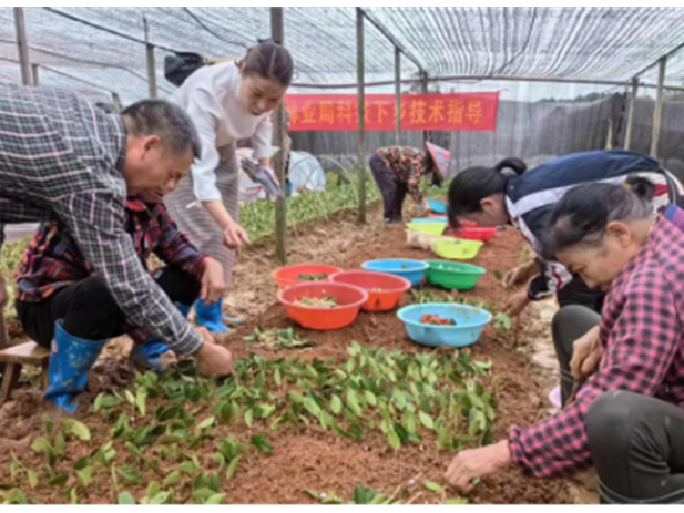 道县培育优良苗木 扩源绿色产业