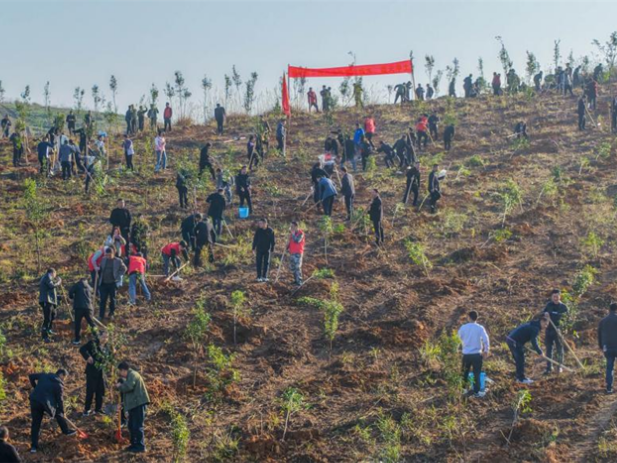 道县今春义务植树200余万株